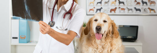 ultrasound and veterinary