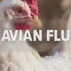 Does Hand Sanitizer Kill Bird Flu? The Honest Answer