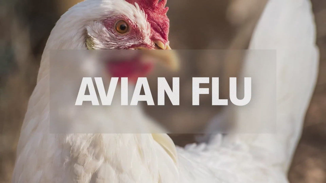 Does Hand Sanitizer Kill Bird Flu? The Honest Answer