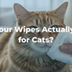 Are Your Wipes Actually Safe for Cats?