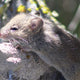 Hantavirus in America: What's Happening May 14, 2026