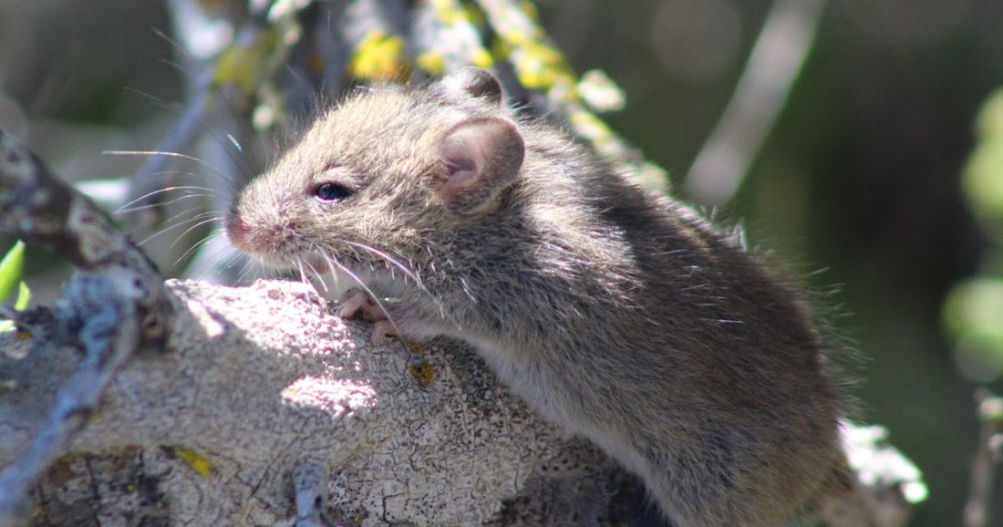 Hantavirus in America: What's Happening May 14, 2026