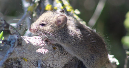 Hantavirus in America: What's Happening May 14, 2026
