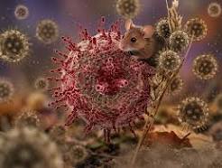Hantavirus in America: What's Happening May 21, 2026
